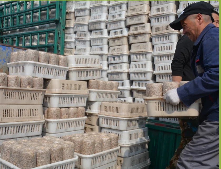 mg������Ե(�й���)�ٷ���վ